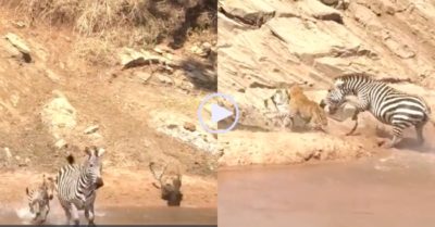 Video: Ngựa vằn cắn báo hoa mai giải cứu con non nhưng kết cục buồn