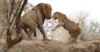 Video: Sư tử rón rén đến gần báo đốm đang ngủ say để phục kích