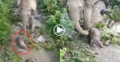 Video: Voi mẹ cố gắng hồi sinh voi con đã chết