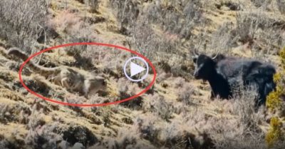 Video: Bò Tây Tạng liều mạng cứu con non trước hàm báo tuyết