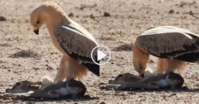 Video: Đại bàng ‘tung cước’ hạ gục linh dương con bị đàn bỏ rơi