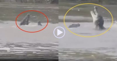 Video: Hai con cá sấu lao vào ‘đánh nhau’ dữ dội để giành xác trâu