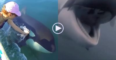 Video: Cá voi sát thủ con cầu cứu con người để giải cứu mẹ gặp nạn