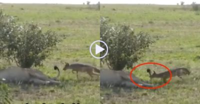 Video: Chó hoang láu cá chạy đến cắn đuôi sư tử đang ngủ
