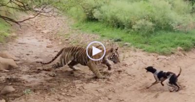 Video: Dám sủa lớn đối đầu với hổ, chó hoang trả giá bằng cả mạng sống