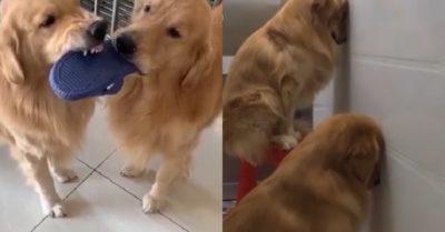 Video: Cún cưng bị chủ phạt ‘úp mặt vào tường’ vì tội cắn dép