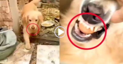 Video: Cún cưng trộm trứng gà ngậm trong miệng để qua mắt chủ nhân