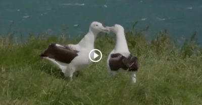 Video: Hải âu bay vượt gần 200.000 km về quê hương gặp bạn đời