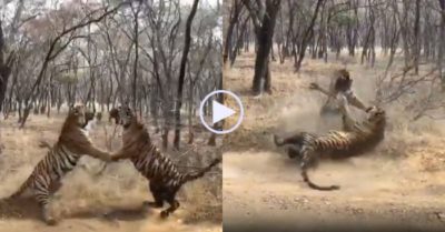 Video: Hổ đứng thẳng 2 chân rồi lao vào ‘tát nhau’ dữ dội