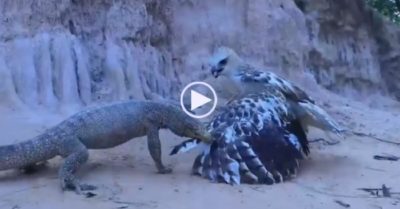 Video: Đại bàng sà xuống tấn công kỳ đà cụt đuôi