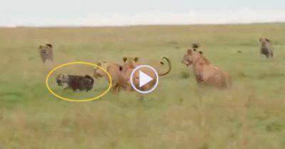 Video: Sư tử nổi điên, trừng phạt bầy linh cẩu tham lam kéo đến cướp mồi
