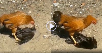 Video: Con quạ no đòn vì chạm mặt gà mái