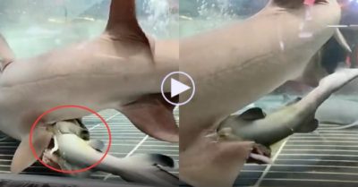 Video: Cá mập trưng bày trong hồ kiếng bất ngờ đẻ 3 cá mập con