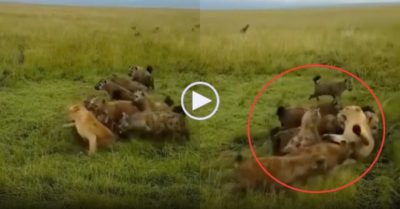 Video: Bầy linh cẩu to gan dám bao vây tấn công sư tử