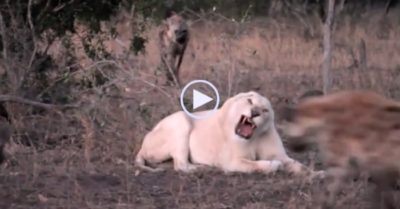 Video: Sư tử trắng bị 11 con linh cẩu ‘đánh hội đồng’ để cướp mồi