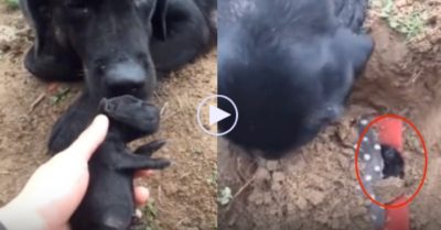 Video: Chứng kiến chủ chôn xác con, chó mẹ không nỡ rời xa và điên cuồng đào xới đất