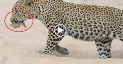 Video: Ngỗng con nhanh trí dùng chiêu giả chết lừa báo hoa mai