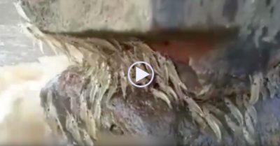 Video: Đàn tép trèo lên vách đá tránh nước chảy xiết