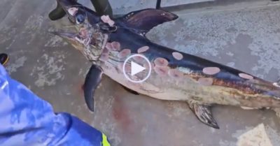 Video: Cá kiếm sống sót với cơ thể đầy lỗ khoét hình bầu dục