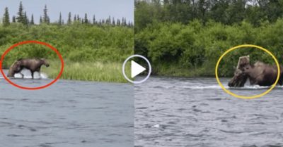 Video: Gấu nâu tóm gọn rồi đoạt mạng nai sừng tấm giữa sông