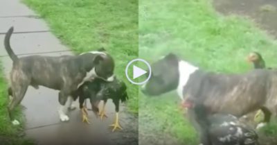 Video: Chó lao tới ra sức can ngăn cuộc chiến giữa hai con gà