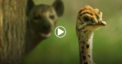 Video: Nhăm nhe bắt con đà điểu, linh cẩu hứng cú đá đau điếng