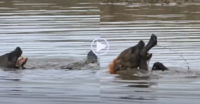 Video: Linh cẩu bơi ngửa, thư giãn tại một vũng nước