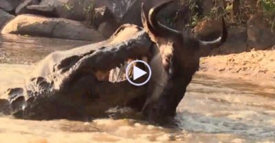 Video: Đàn linh dương đầu bò ‘bất chấp’ 300 cá sấu ẩn dưới sông vẫn thản nhiên xuống uống nước