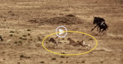 Video: Linh dương mẹ bất lực bỏ chạy khi con non bị báo cheetah hạ gục