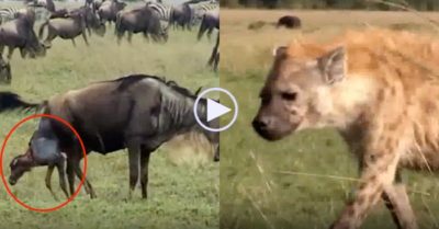 Video: Linh dương đầu bò con vừa chào đời chạy thoát ngoạn mục khi bị linh cẩu rượt đuổi