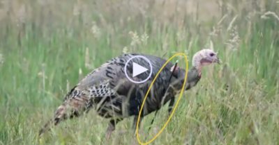 Video: Gà tây với mũi tên xuyên qua cơ thể vẫn đi lại bình thường