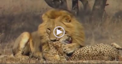 Video: Sư tử tung đòn kết liễu báo săn trong cuộc đụng độ chớp nhoáng