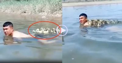 Video: Bầy vịt con nhận nhầm nam thanh niên là mẹ