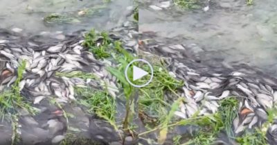 Video: Hàng nghìn con cá diếc ngược dòng để sinh sản