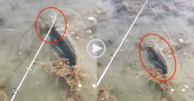 Video: Cá lóc mệt mỏi vì bị cần thủ làm phiền