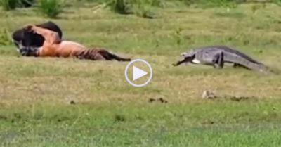 Video: Cá sấu ‘rón rén’ tấn công hổ dữ để cướp mồi và diễn biến bất ngờ phía sau
