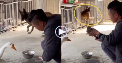 Video: Thấy chủ mài dao, chú chó run cầm cập chạy vào chuồng khóa cửa