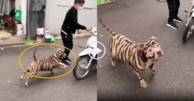 Video: Cả khu phố ‘tá hỏa’ vì gặp hổ