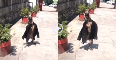 Video: Chú chó catwalk điệu nghệ bằng hai chân cùng áo khoác đen hững hờ