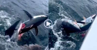 Video: Cá mập bất ngờ nhảy vọt cướp cá của ngư dân