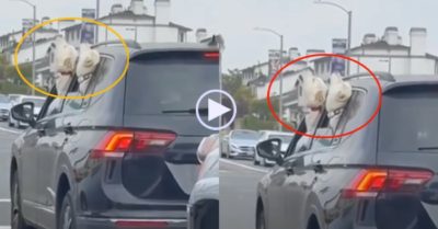 Video: Hai chú chó rủ nhau bắt chước tiếng hú còi cảnh sát