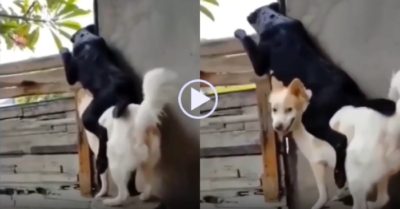 Video: Chó đen trèo lên lưng đồng loại để hóng chuyện hàng xóm
