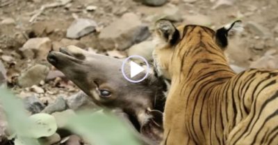Video: Hổ Bengal mẹ phục kích hươu Sambar nặng hơn 300kg