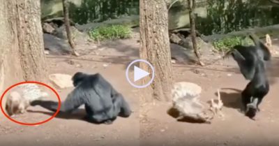 Video: Khỉ chạy thục mạng vì trót dại lấy chân chọc nhím