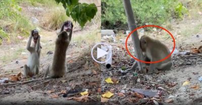 Video: Khỉ say ‘quắc cần câu’ vì trộm bia xong cụng nhau uống