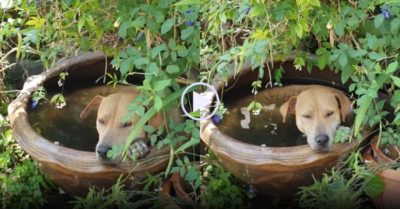 Video: Chó ngâm mình trong chậu nước ‘sang chảnh’ để giải nhiệt
