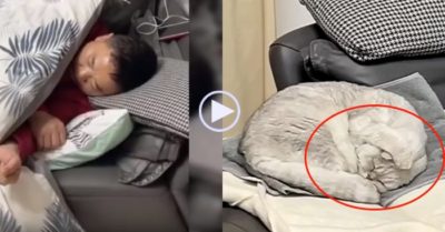 Video: Mèo cưng lấy chân bịt tai vì ông chủ ngáy quá to