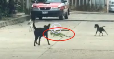 Video: Rồng Nam Mỹ quất đuôi chống trả bầy chó