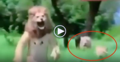 Video: Chạy thục mạng vì giả sư tử đực trêu con cái