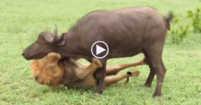 Video: Cố tình ‘trêu ngươi’ sư tử, trâu rừng nhận kết cục thảm khốc